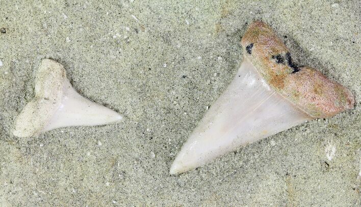 Two Mako Shark Teeth Fossils In Rock - Bakersfield, CA #69007